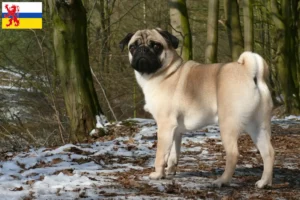 Mehr über den Artikel erfahren Mops Züchter und Welpen in Limburg