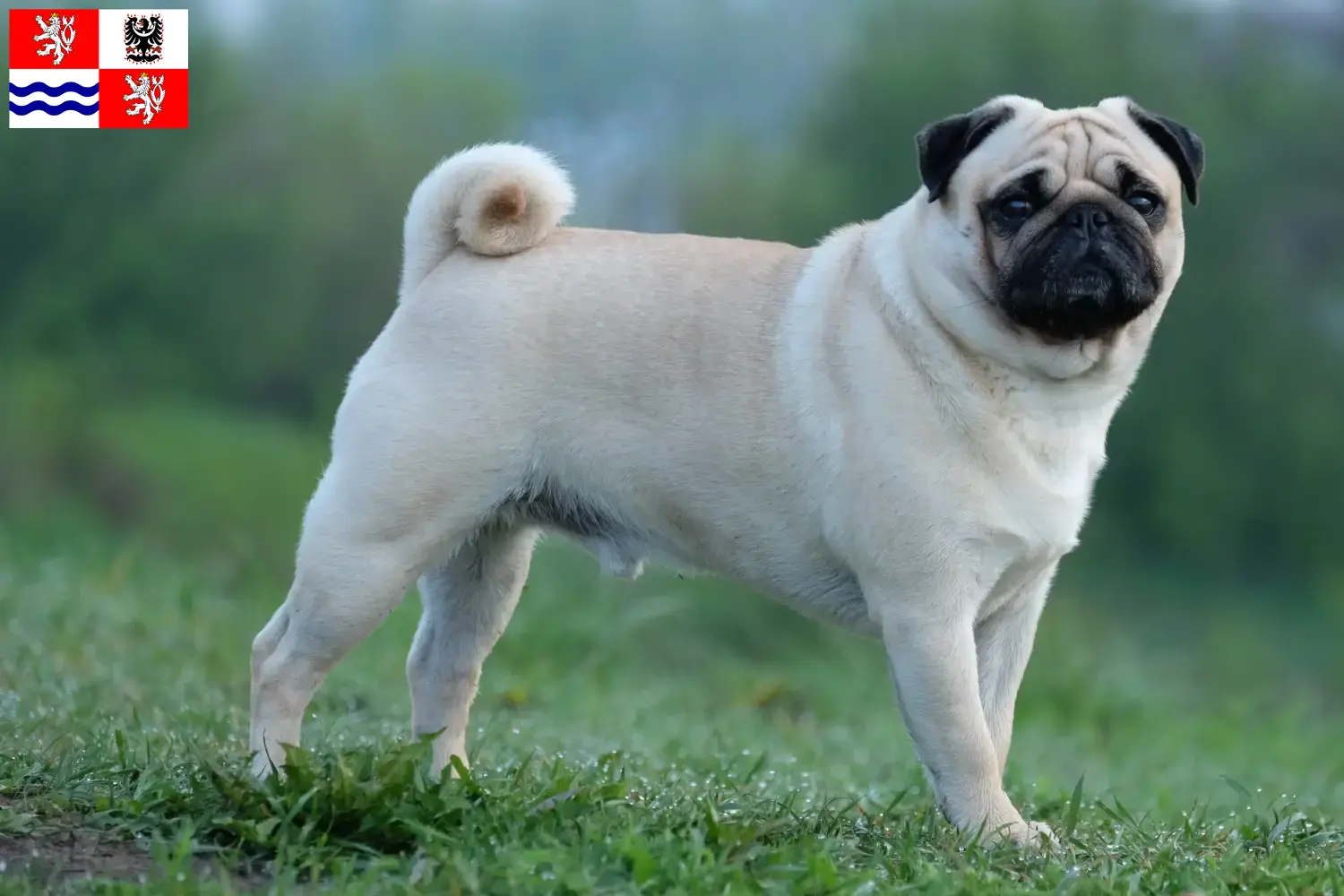 Mops Züchter und Welpen in Mittelböhmen - DogWeb.de