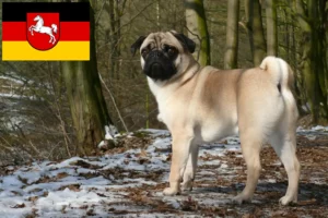 Mehr über den Artikel erfahren Mops Züchter und Welpen in Niedersachsen