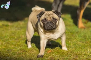 Mehr über den Artikel erfahren Mops Züchter und Welpen in Nordjylland