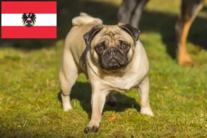 Mehr über den Artikel erfahren Mops Züchter und Welpen in Österreich