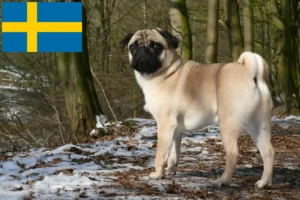 Mehr über den Artikel erfahren Mops Züchter und Welpen in Schweden