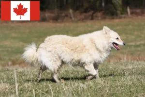 Mehr über den Artikel erfahren Mudi Züchter und Welpen in Kanada