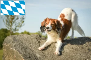 Mehr über den Artikel erfahren Nederlandse Kooikerhondje Züchter und Welpen in Bayern