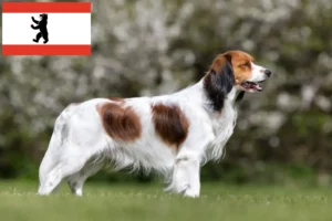 Mehr über den Artikel erfahren Nederlandse Kooikerhondje Züchter und Welpen in Berlin