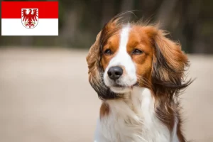 Mehr über den Artikel erfahren Nederlandse Kooikerhondje Züchter und Welpen in Brandenburg