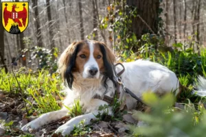 Mehr über den Artikel erfahren Nederlandse Kooikerhondje Züchter und Welpen im Burgenland