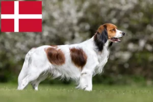 Mehr über den Artikel erfahren Nederlandse Kooikerhondje Züchter und Welpen in Dänemark