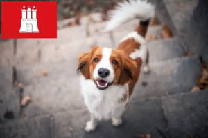 Mehr über den Artikel erfahren Nederlandse Kooikerhondje Züchter und Welpen in Hamburg