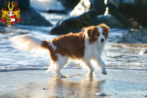 Mehr über den Artikel erfahren Nederlandse Kooikerhondje Züchter und Welpen in Kärnten