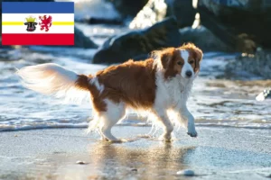 Mehr über den Artikel erfahren Nederlandse Kooikerhondje Züchter und Welpen in Mecklenburg-Vorpommern