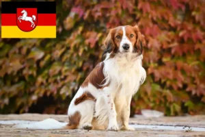 Mehr über den Artikel erfahren Nederlandse Kooikerhondje Züchter und Welpen in Niedersachsen