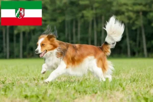 Mehr über den Artikel erfahren Nederlandse Kooikerhondje Züchter und Welpen in Nordrhein-Westfalen