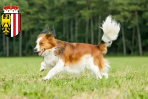 Mehr über den Artikel erfahren Nederlandse Kooikerhondje Züchter und Welpen in Oberösterreich