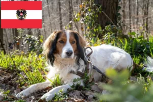 Mehr über den Artikel erfahren Nederlandse Kooikerhondje Züchter und Welpen in Österreich