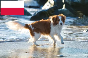 Mehr über den Artikel erfahren Nederlandse Kooikerhondje Züchter und Welpen in Polen