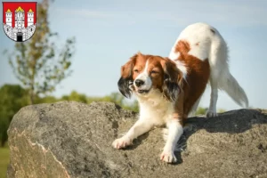 Mehr über den Artikel erfahren Nederlandse Kooikerhondje Züchter und Welpen in Salzburg