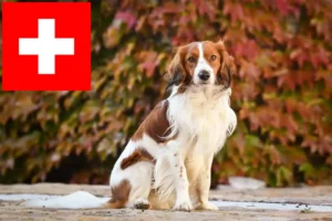 Mehr über den Artikel erfahren Nederlandse Kooikerhondje Züchter und Welpen in der Schweiz