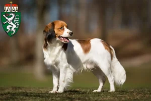 Mehr über den Artikel erfahren Nederlandse Kooikerhondje Züchter und Welpen in der Steiermark