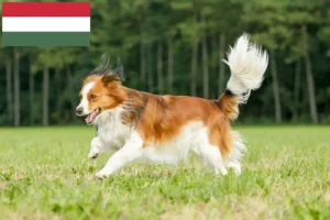 Mehr über den Artikel erfahren Nederlandse Kooikerhondje Züchter und Welpen in Ungarn