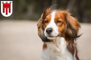 Mehr über den Artikel erfahren Nederlandse Kooikerhondje Züchter und Welpen in Vorarlberg