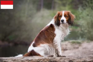 Mehr über den Artikel erfahren Nederlandse Kooikerhondje Züchter und Welpen in Wien