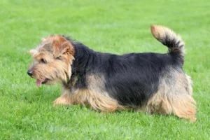 Mehr über den Artikel erfahren Norfolk Terrier Züchter