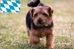 Mehr über den Artikel erfahren Norfolk Terrier Züchter und Welpen in Bayern