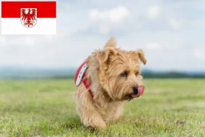 Mehr über den Artikel erfahren Norfolk Terrier Züchter und Welpen in Brandenburg