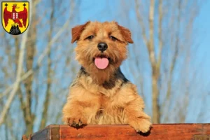 Mehr über den Artikel erfahren Norfolk Terrier Züchter und Welpen im Burgenland