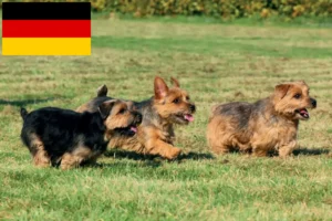 Mehr über den Artikel erfahren Norfolk Terrier Züchter und Welpen in Deutschland