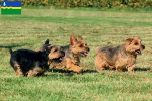 Mehr über den Artikel erfahren Norfolk Terrier Züchter und Welpen in Flevoland