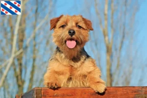 Mehr über den Artikel erfahren Norfolk Terrier Züchter und Welpen in Friesland