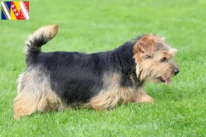 Mehr über den Artikel erfahren Norfolk Terrier Züchter und Welpen in Grand Est