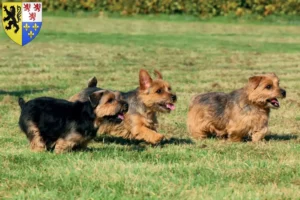 Mehr über den Artikel erfahren Norfolk Terrier Züchter und Welpen in Hauts-de-France