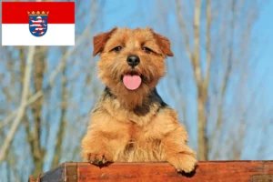 Mehr über den Artikel erfahren Norfolk Terrier Züchter und Welpen in Hessen