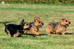 Mehr über den Artikel erfahren Norfolk Terrier Züchter und Welpen in Hovedstaden