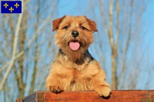 Mehr über den Artikel erfahren Norfolk Terrier Züchter und Welpen in Île-de-France