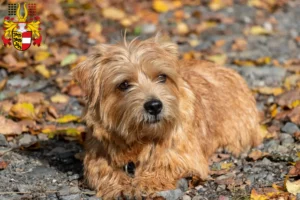 Mehr über den Artikel erfahren Norfolk Terrier Züchter und Welpen in Kärnten