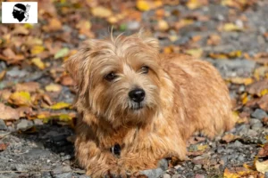 Mehr über den Artikel erfahren Norfolk Terrier Züchter und Welpen auf Korsika