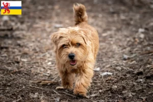 Mehr über den Artikel erfahren Norfolk Terrier Züchter und Welpen in Limburg