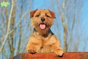 Mehr über den Artikel erfahren Norfolk Terrier Züchter und Welpen in Midtjylland