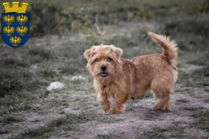 Mehr über den Artikel erfahren Norfolk Terrier Züchter und Welpen in Niederösterreich