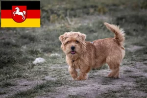 Mehr über den Artikel erfahren Norfolk Terrier Züchter und Welpen in Niedersachsen