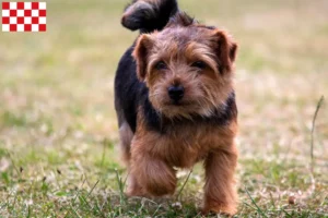 Mehr über den Artikel erfahren Norfolk Terrier Züchter und Welpen in Nordbrabant