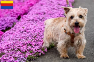 Mehr über den Artikel erfahren Norfolk Terrier Züchter und Welpen in Nordholland