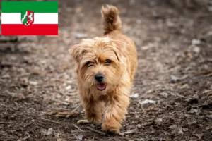 Mehr über den Artikel erfahren Norfolk Terrier Züchter und Welpen in Nordrhein-Westfalen