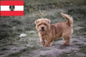 Mehr über den Artikel erfahren Norfolk Terrier Züchter und Welpen in Österreich