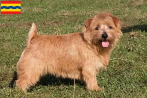 Mehr über den Artikel erfahren Norfolk Terrier Züchter und Welpen in Overijssel