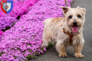 Mehr über den Artikel erfahren Norfolk Terrier Züchter und Welpen in Pays de la Loire